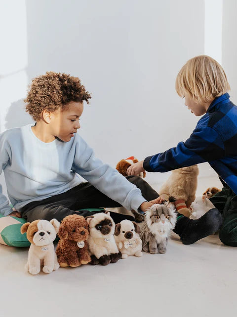 Loulou - The Labrador